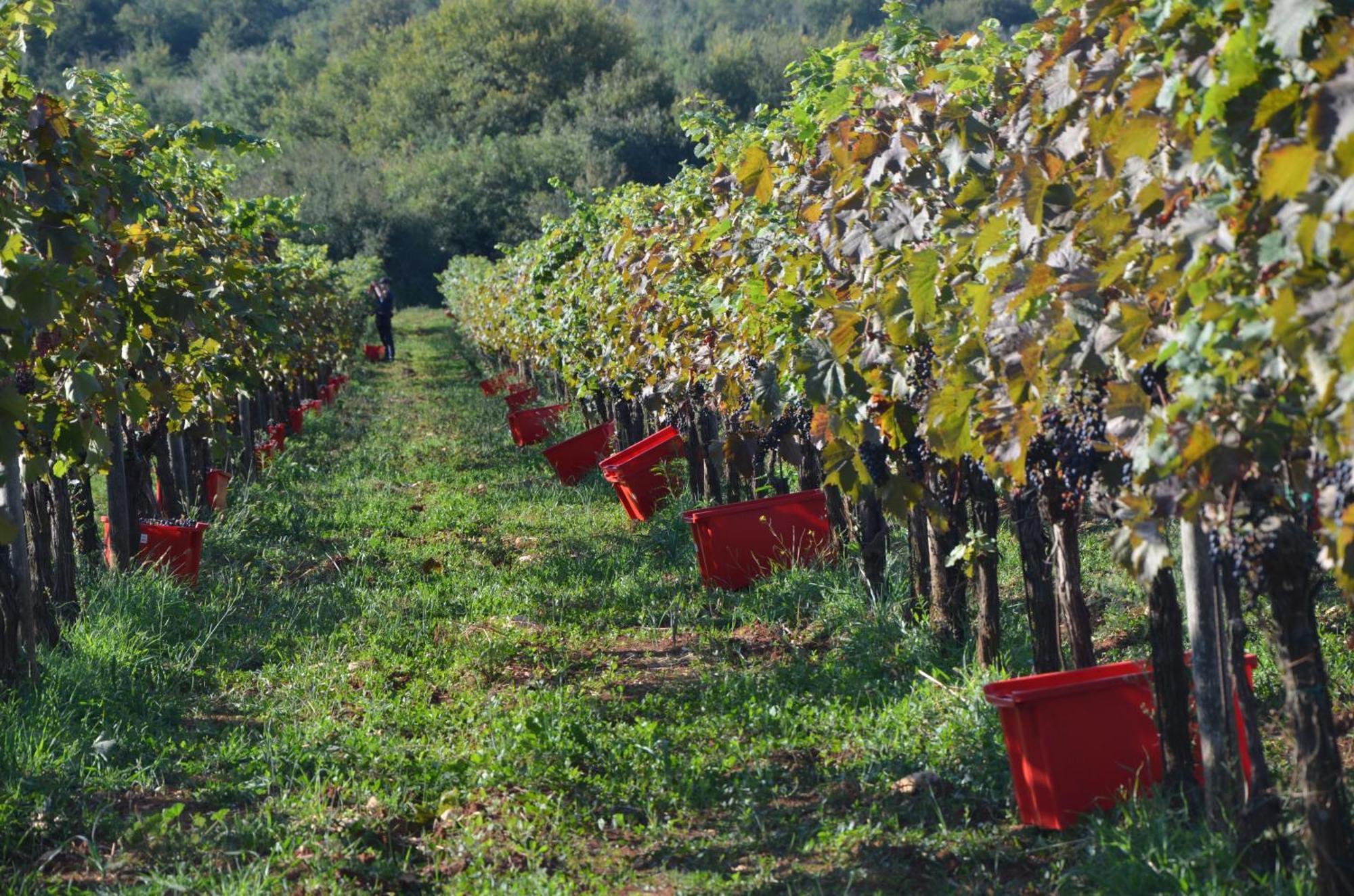 Villa Olivetta By Istrian Country Houses Barat  Luaran gambar